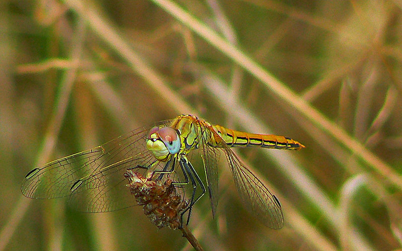 Sympetrum meridionale? - Sympetrum fonscolombii (M imm.)